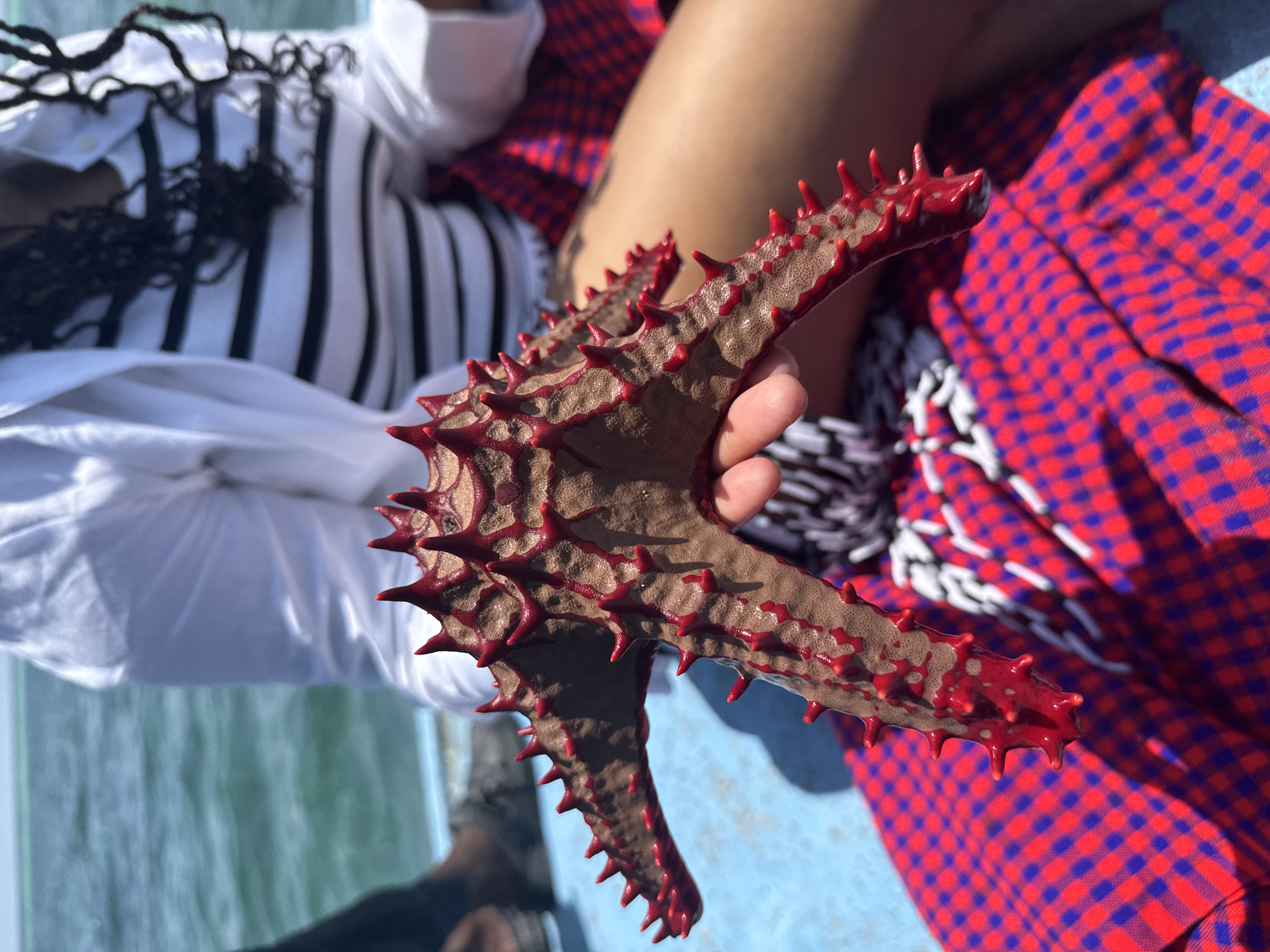 Holding a spiny starfish on a boat trip along the Kenyan coast